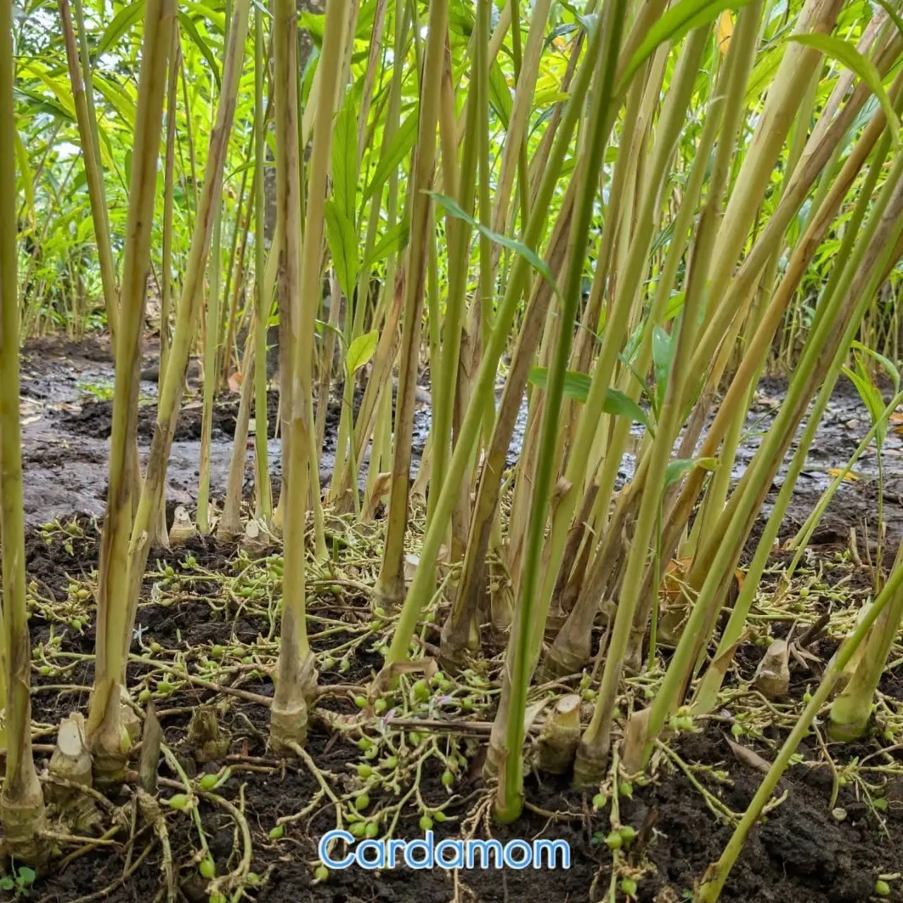Cardamom stems rising from dark wet soil, with green seed pods clustered at the base.