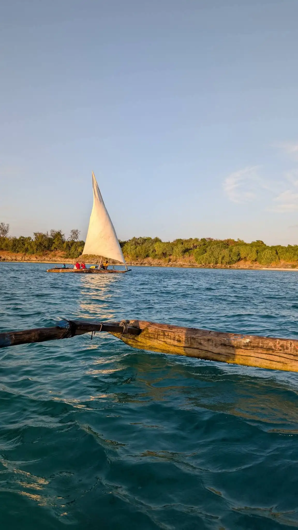 A dhow under full white sail close to a green shoreline in late afternoon light.