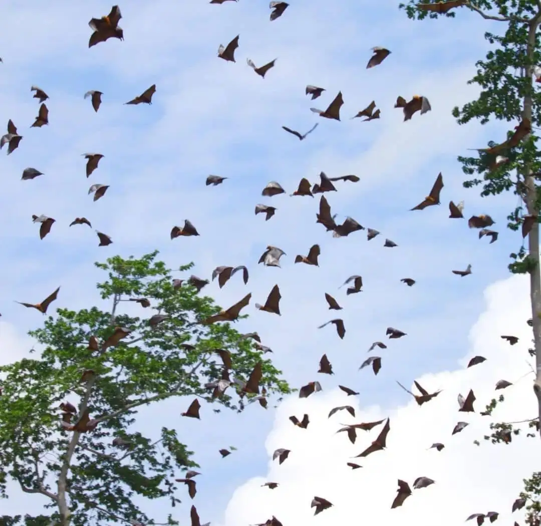 Dozens of Pemba flying foxes in the air against a blue sky, wheeling above the treetops.