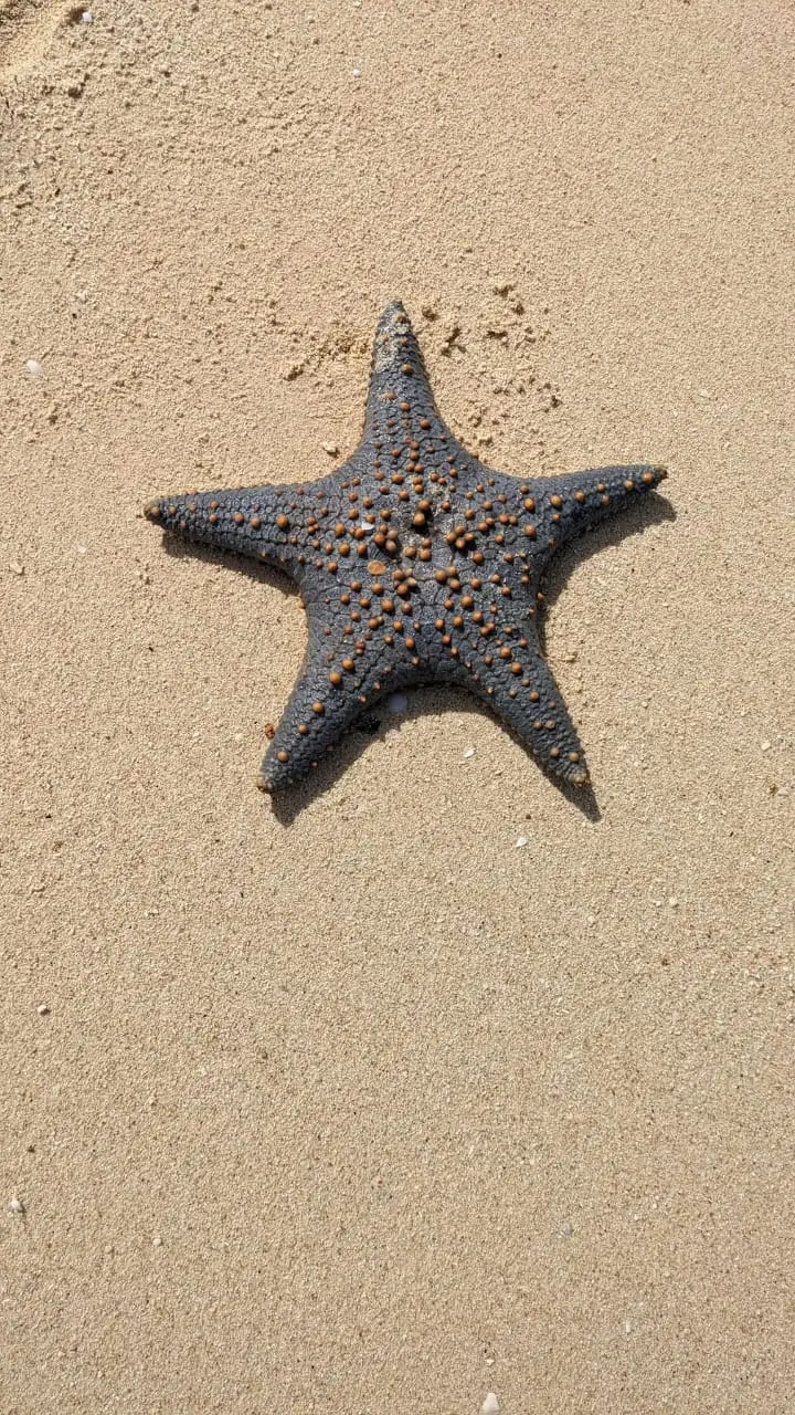 A grey-blue knobbly starfish lying on wet sand at the water's edge.