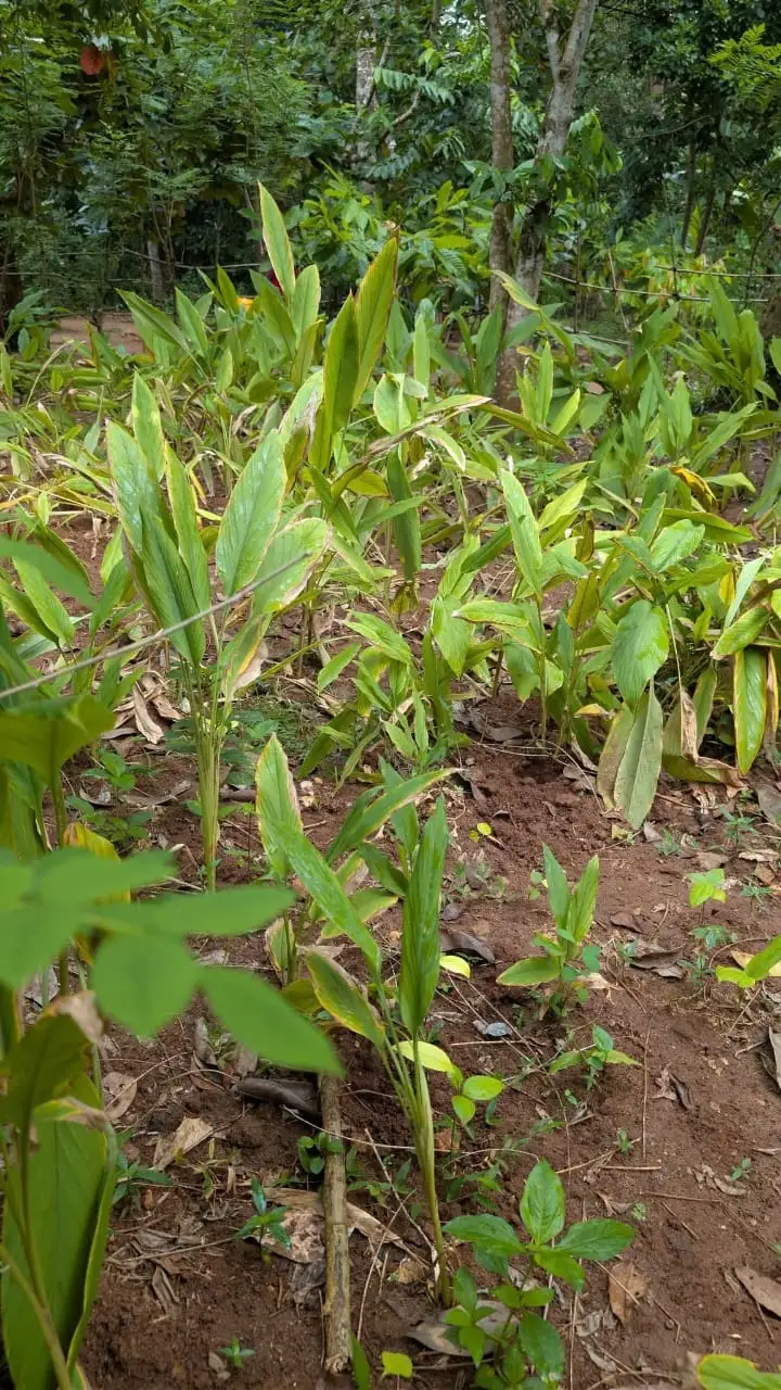 Rows of broad-leaved turmeric plants growing in red earth between the trees.