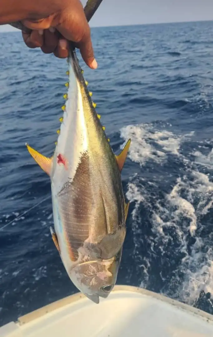 A yellowfin tuna held up over the boat's wake in deep blue open water.